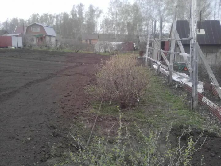 Снт чайка ожерелье березовая роща. Снт березовая роща. Снт березовая роща ленинградская область. Снт березовая роща ногинск. Снт березовая роща новосибирск.