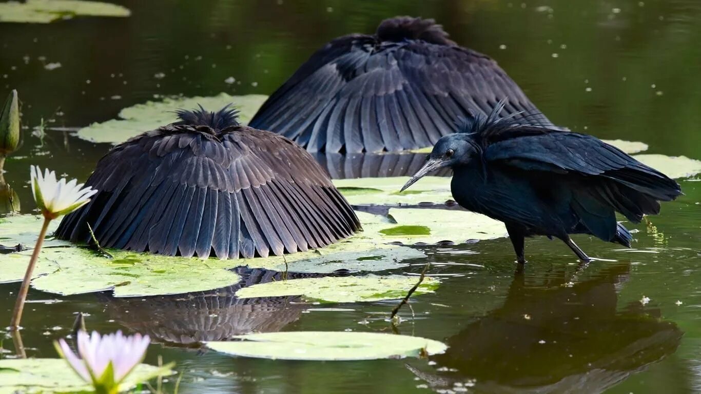 Зонтичная птица. Эквадорская зонтичная птица. Африканская. Зонтичная цапля.. Африканская черная цапля. Амазонская зонтичная птица.