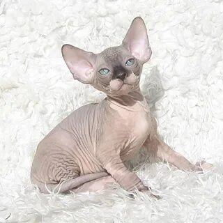 Египетские кошки лысые
