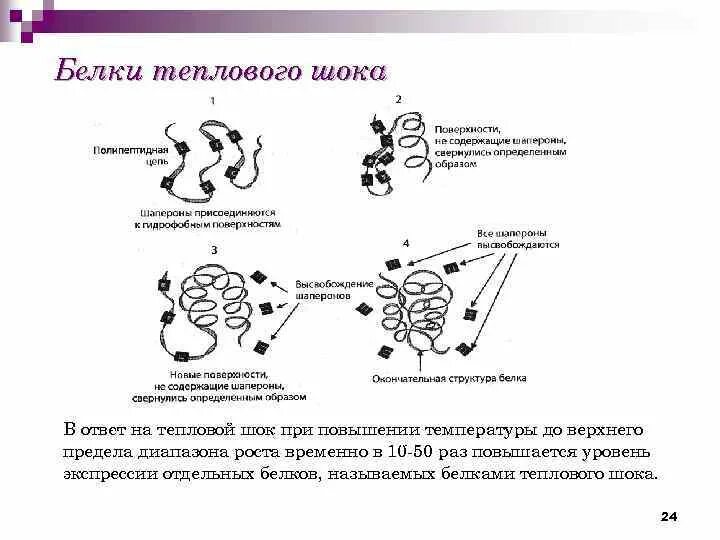 Белок теплового шока хламидий. Общая характеристика и биологическая роль белков теплового шока. Белки теплового шока шапероны. Белки теплового шока функции. Каковы особенности образования белков теплового шока?.