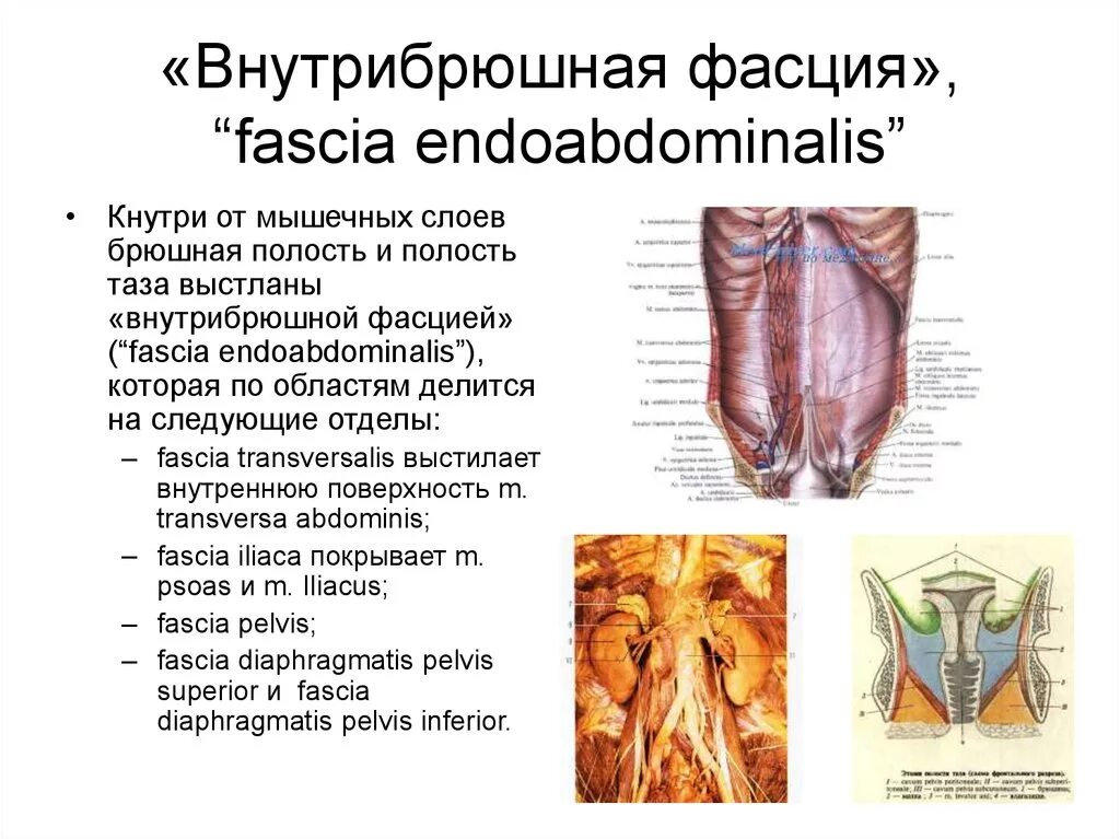 Поперечный срез брюшины схема. Топография забрюшинного пространства схема. Поперечный распил забрюшинного пространства схема. Забрюшинное пространство топография. Ход брюшины на поперечном срезе.