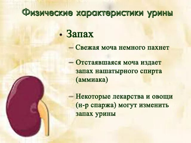 Иди вонять. Моча пахнет. Моча пахнет аммиаком. Пахнет моча у женщин причины. Запах мочи причина.