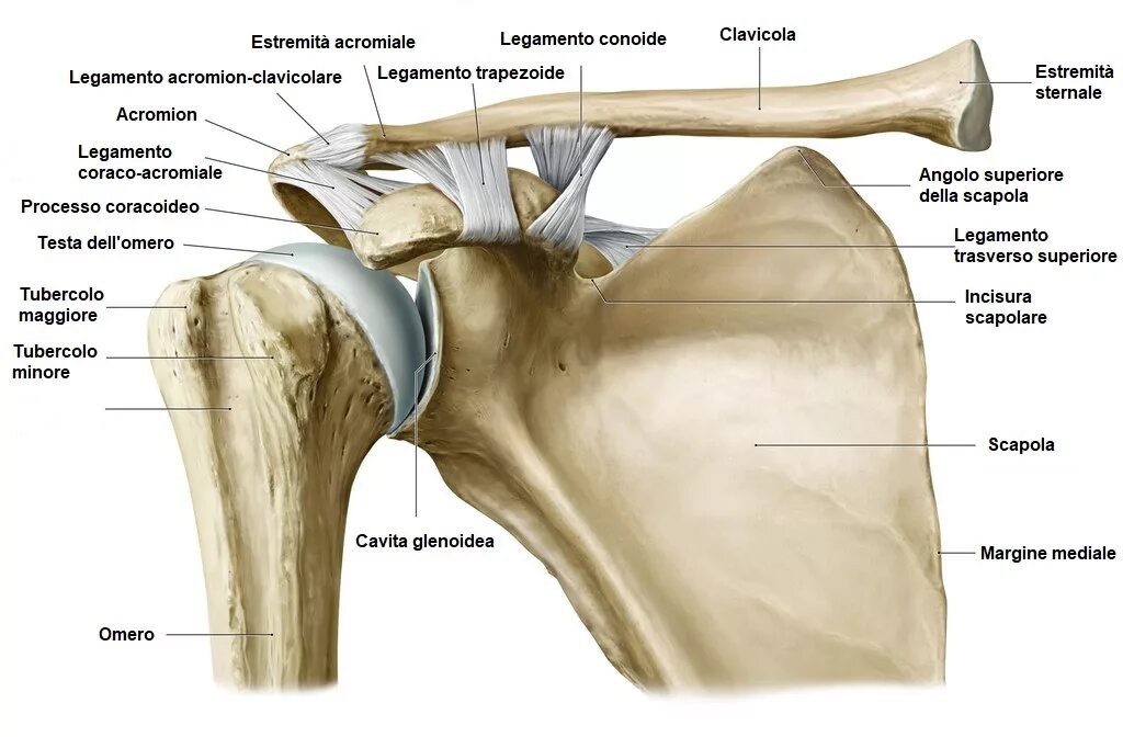 Соединение костей лопатки. Плечевой сустав анатомия кость. Плечевой сустав анатомия медунивер. Акромион сустав. Анатомия лопатки и плечевого сустава.