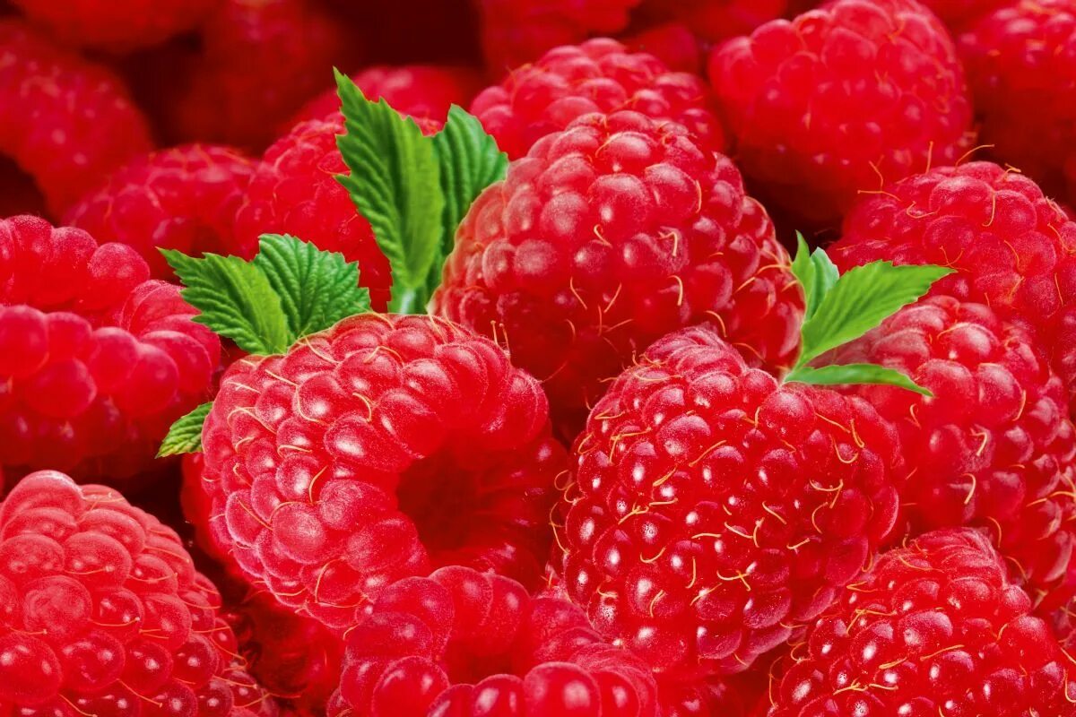 Красивые ягоды. Ягоды крупным планом. Сочная малина. Ягода малина. Красивые ягоды.