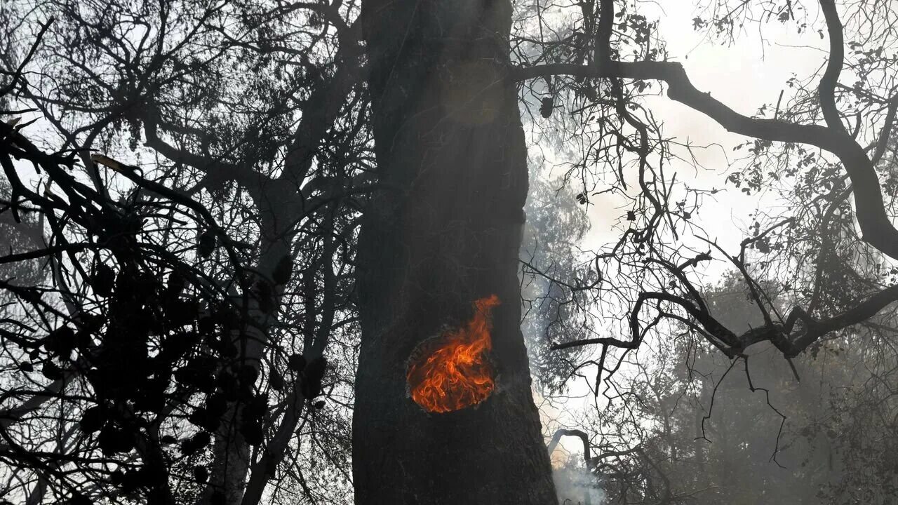 Почему горит дерево. Обгоревшее дерево. горящее дерево. сгоревшие стволы деревьев арт. горящее дерево во сне.