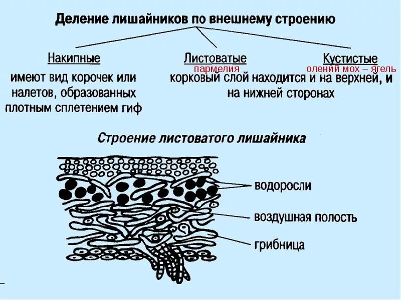 Лишайники состоят из клеток. Строение клетки лишайников. Строение лишайника пармелия. Микроскопическое строение лишайника. Лишайник ягель строение.