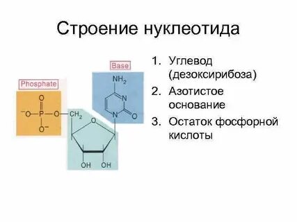 Какое строение нуклеотид