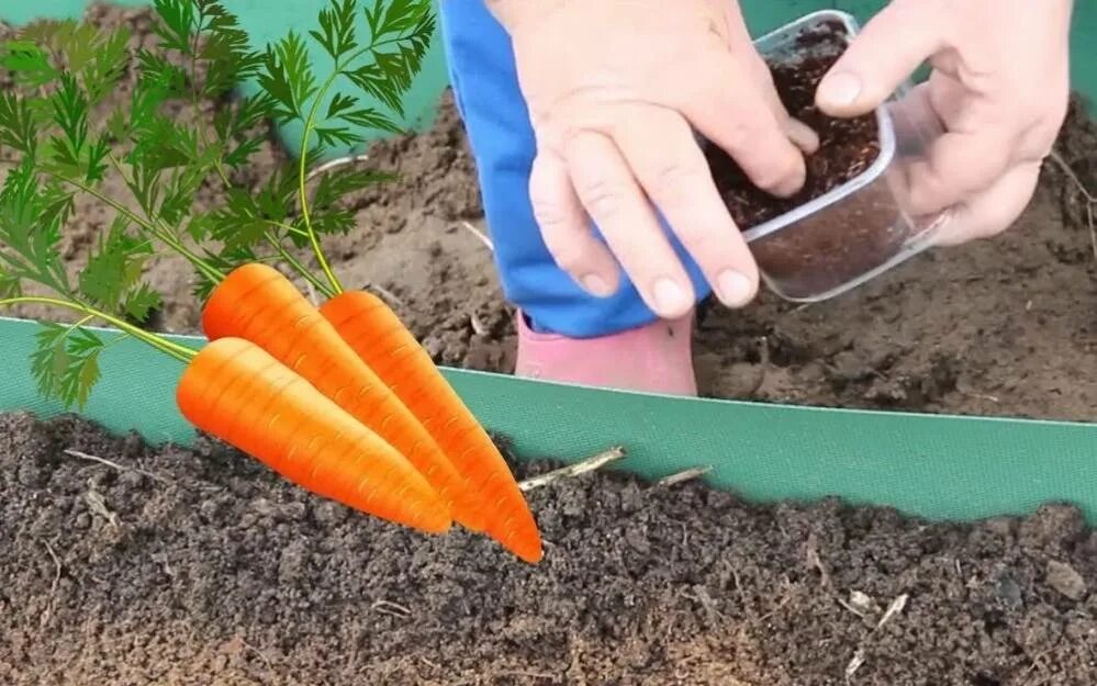 Морковь на грядке. Морковь в огороде. Морковь в открытом грунте. Грядка для моркови в открытом грунте. Когда сажать морковку