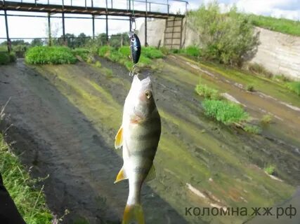 Золотая рыбка коломна