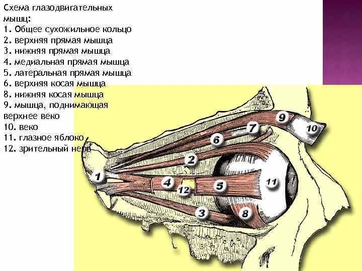 Глазодвигательные мышцы. Иннервация глазодвигательных мышц. Прямые мышцы глаза. Верхняя косая мышца глаза. Места крепления глазодвигательных мышц