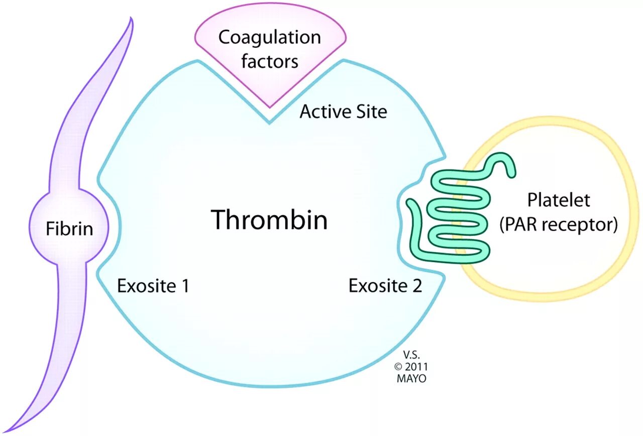 Action site. Coagulation Factors. Дабигатран механизм действия. Warfarin mechanism of Action. Pars рецепторы.