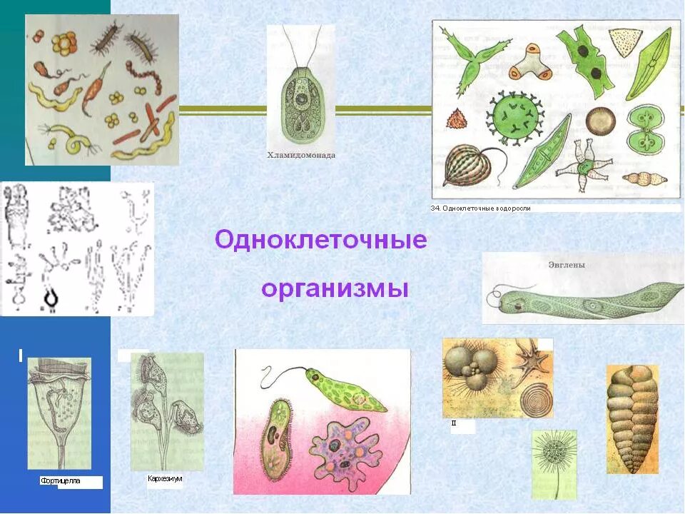 Одноклеточные организмы. Одноклеточные оргаганизмы. Одноклеточные и много клеточные рганизы. Царство одноклеточных организмов. Пример любого организма