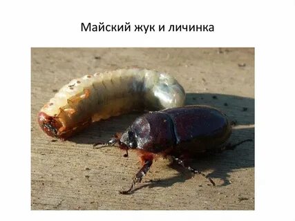 Майский жук покров тела