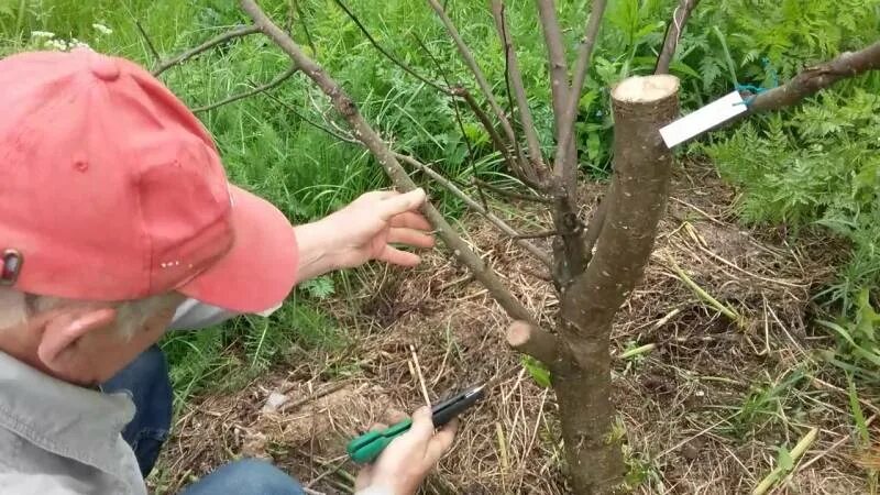 Как правильно обрезать груши видео. Подмерзание яблони. Обрезка груши. Груша подмерзла. Подмерзание ствола груши.