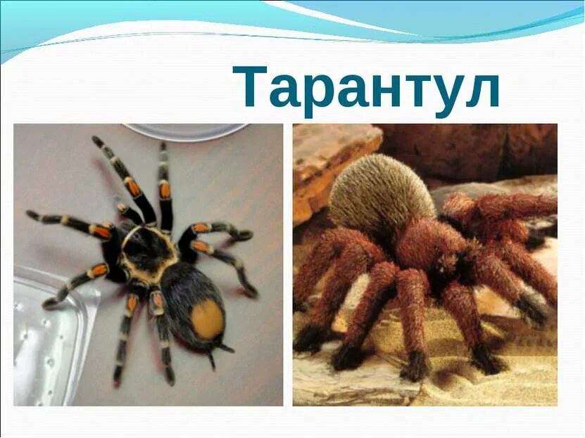 Тип пауков в биологии