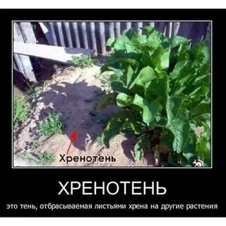 Хрен соседи