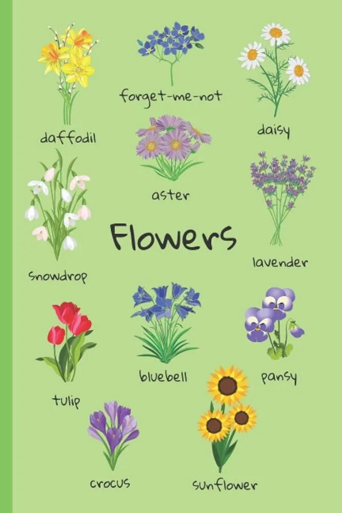 Types of flowers. Цветы по-английски перевод. Женские названия цветов. Цветы названия. Георгин тирза.