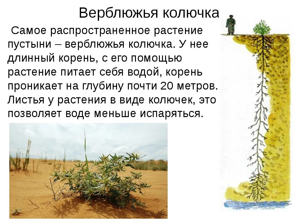 Длинные корни какая природная зона. Корень растения верблюжья колючка. Верблюжья колючка растения пустынь. Верблюжья колючка условия обитания. Рассказ про растение пустыни верблюжья колючка.