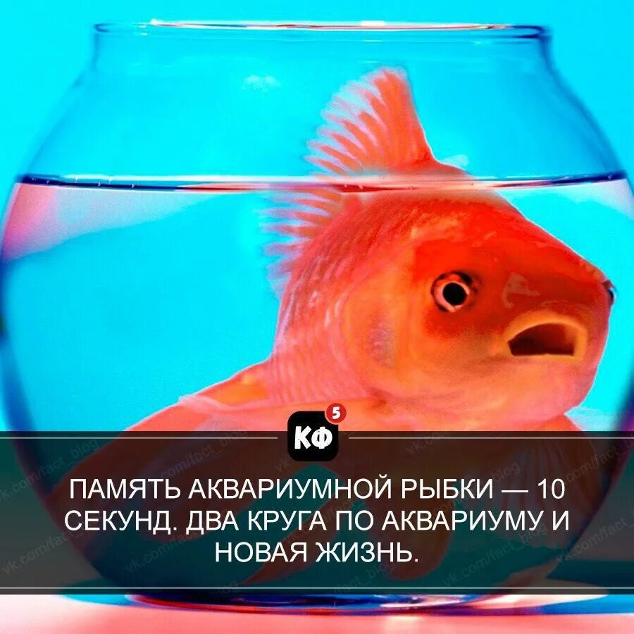 Сколько память у рыбы. Память рыбки. Рыбка с короткой памятью. Память аквариумных рыб. Память аквариумной рыбки 12 секунд.