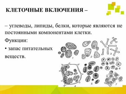 Что такое клеточные включения