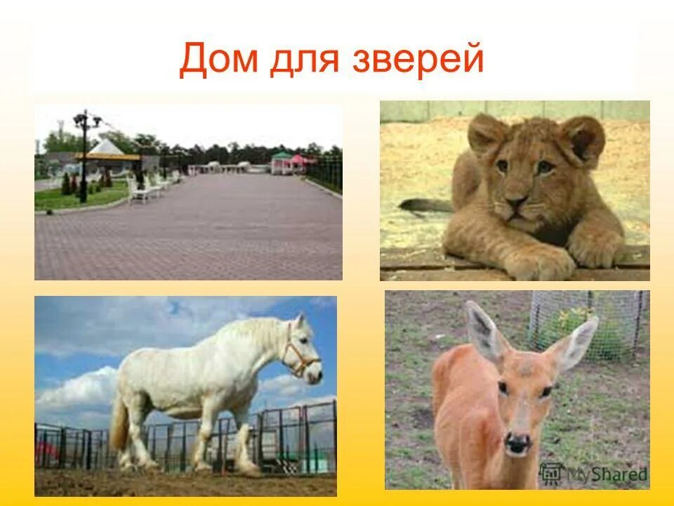 Загородь зоопарк. Интенсификация животноводства. Содержание сельскохозяйственных животных. Охрана зоопарка. Охрана зоопарка.