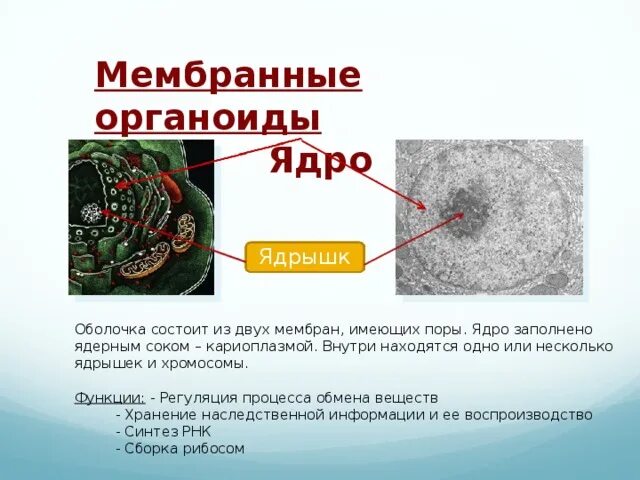 Органоид образованный двумя мембранами. Органоид клеточный центр. органоиды клетки содержащие генетический материал.