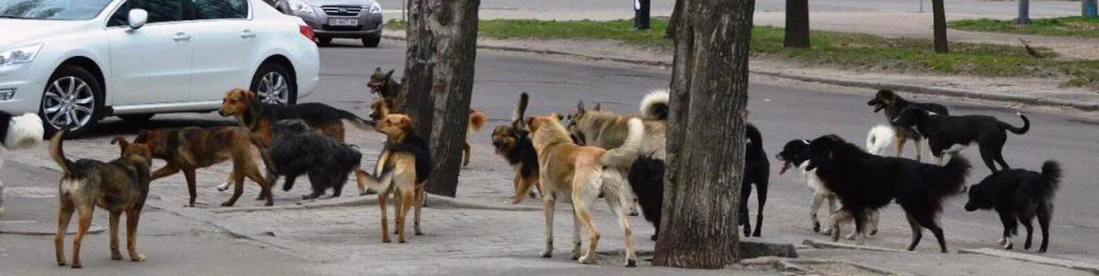 Много собак на улице. Стаи собак в городе. бродячие собаки. стая бродячих собак. бродячие собаки в городе.