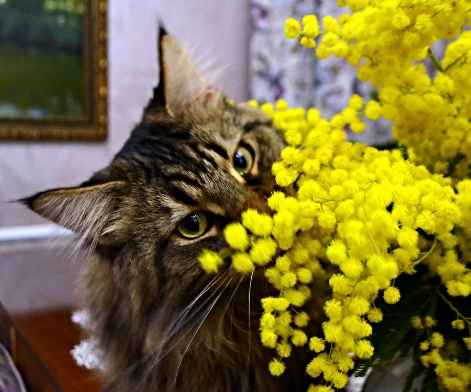 Доброе весеннее утро с котиками картинки. Весенняя кошка. Котики и цветы. Кошка с цветами.