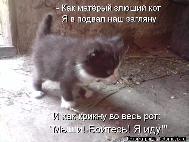 Я сильный я матерый. Я матерый. Ты сильный ты матерый я даже не знаю. Матёрая значение. Ты сильная я сильная.