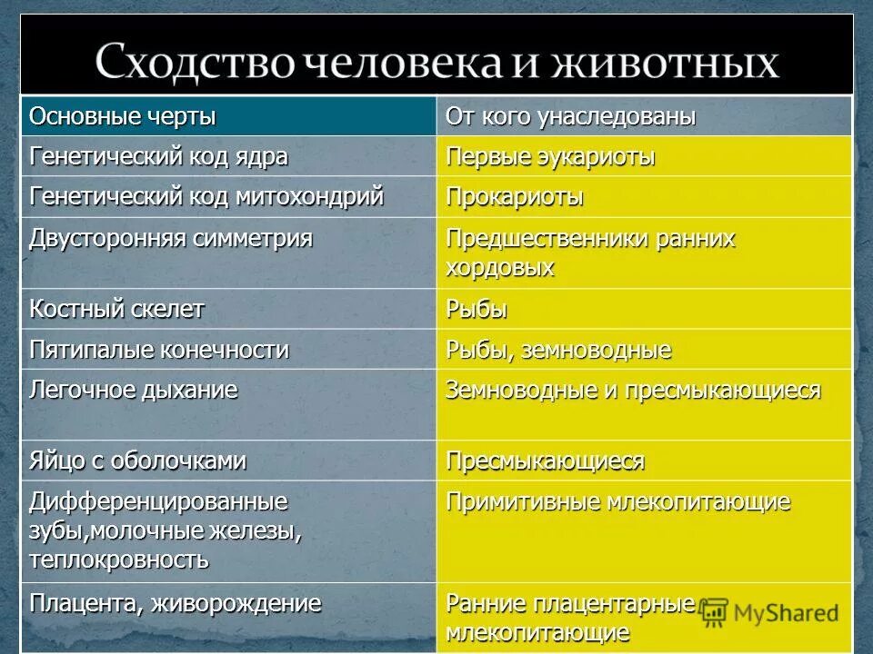 Сходство мышления человека и животных. Сходства человека от животного. сходство человека с животным. основные черты человека унаследованные от животных. общие черты человека и животного.