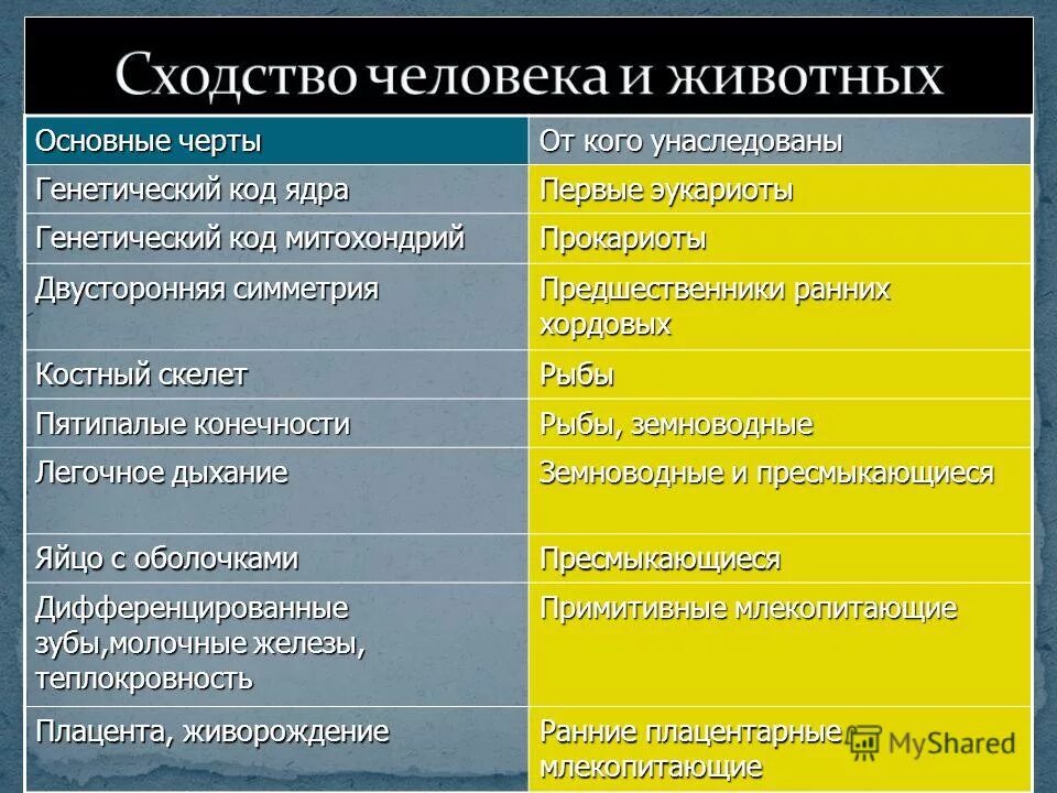 Отличия и сходства человека и животного таблица. Сходство человека и животных. Сходства человека от животных. Основные черты человека унаследованные от животных. Общие черты человека и животного.