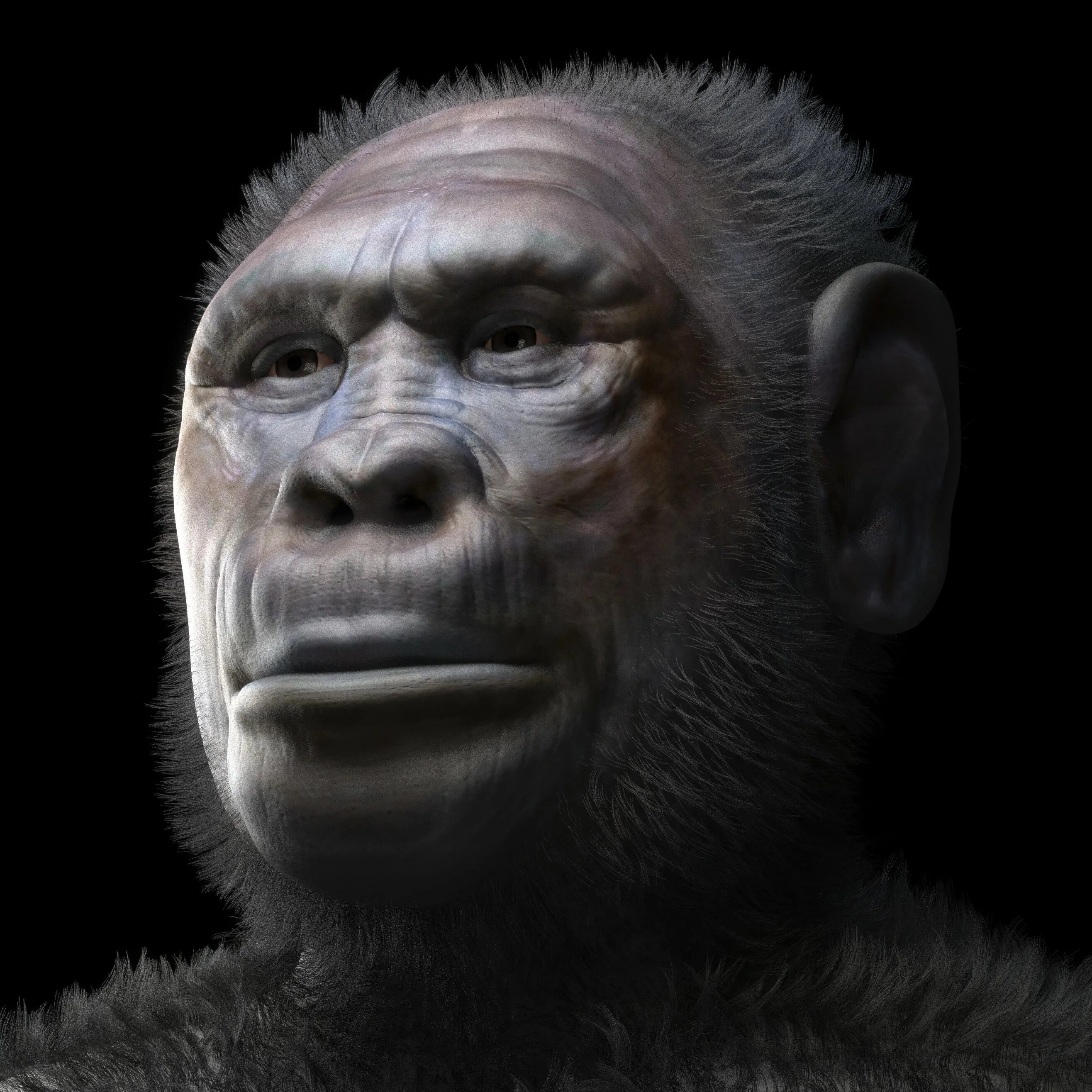 Гоминин. Гоминин. Хомо хабилис. Австралопитек питекантроп. Australopithecus afarensis (австралопитек афарский).