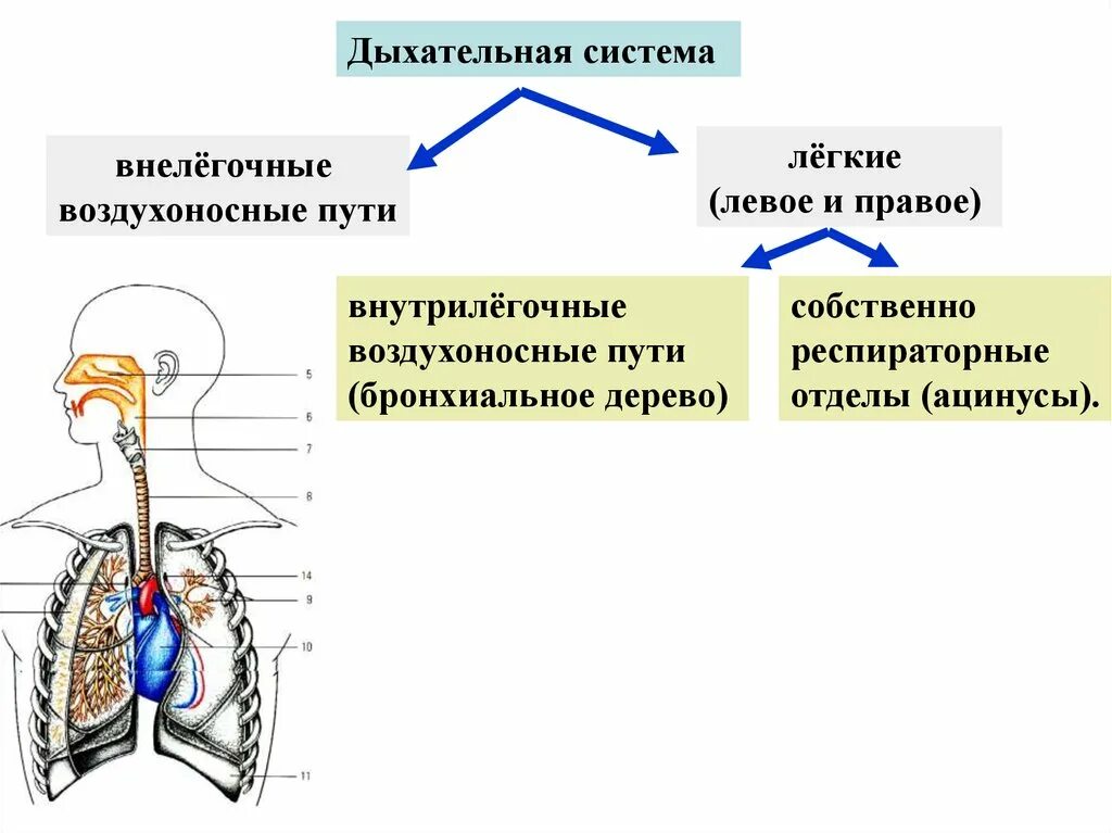 Таблицу дыхательная система человека. Строение воздухоносных путей дыхательной системы. Отделы дыхательной системы схема. Система органов дыхания схема. Схема органов дыхательной системы функции.