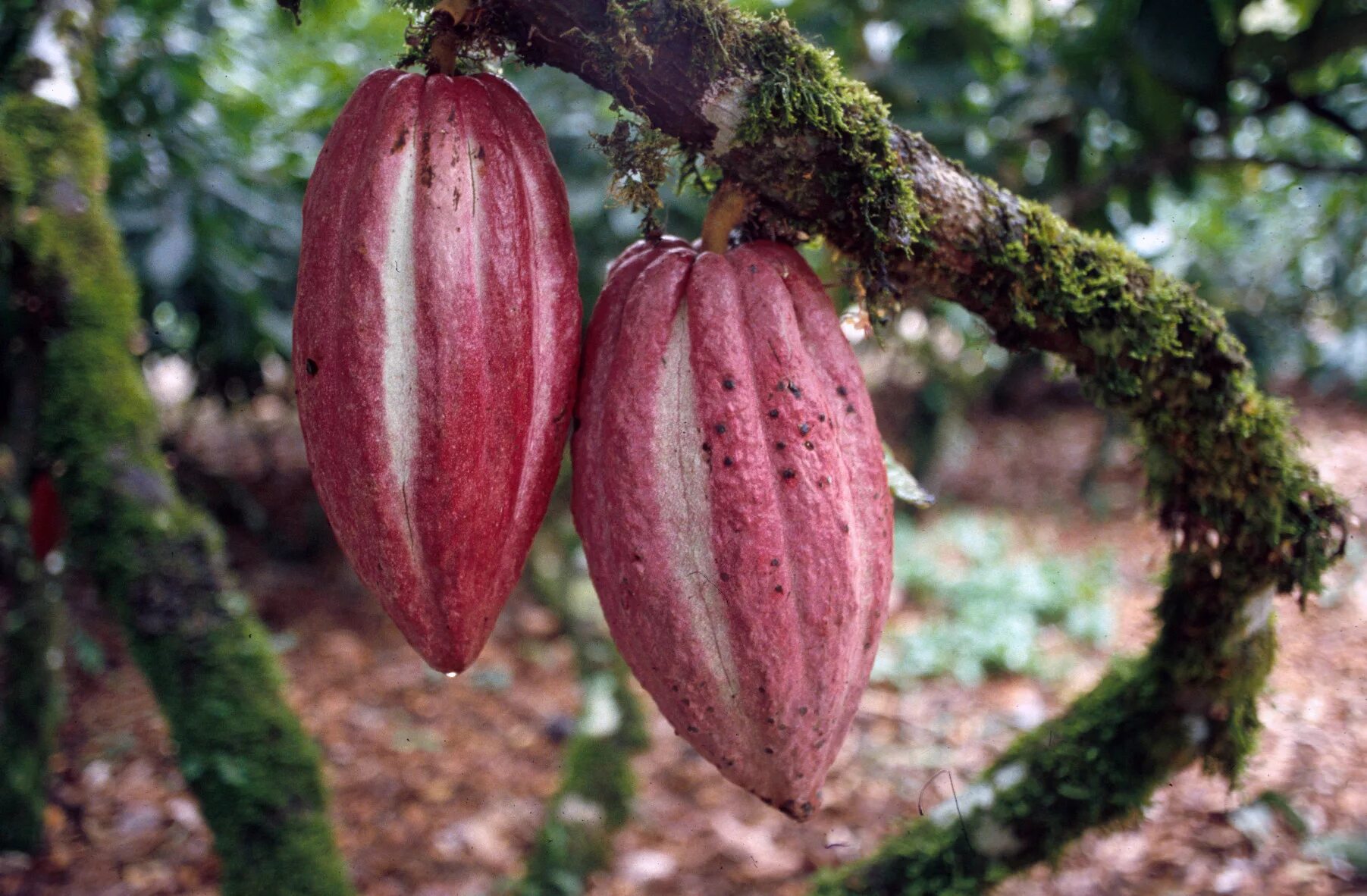 Какао (Theobroma Cacao). Дерево какао (Theobroma Cacao. Сорт Криолло какао бобов. Тринитарио сорт какао.