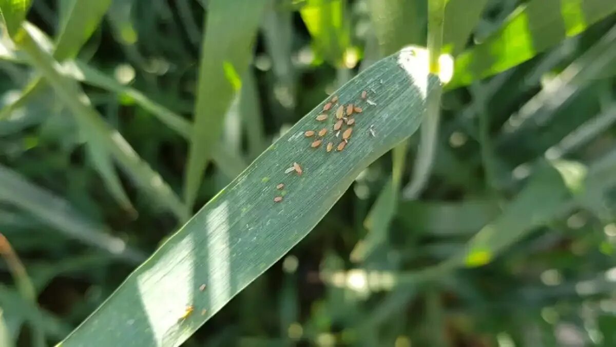 Вредители озимых. Вредители озимых. Вредители озимых. ). Пьявица имаго.