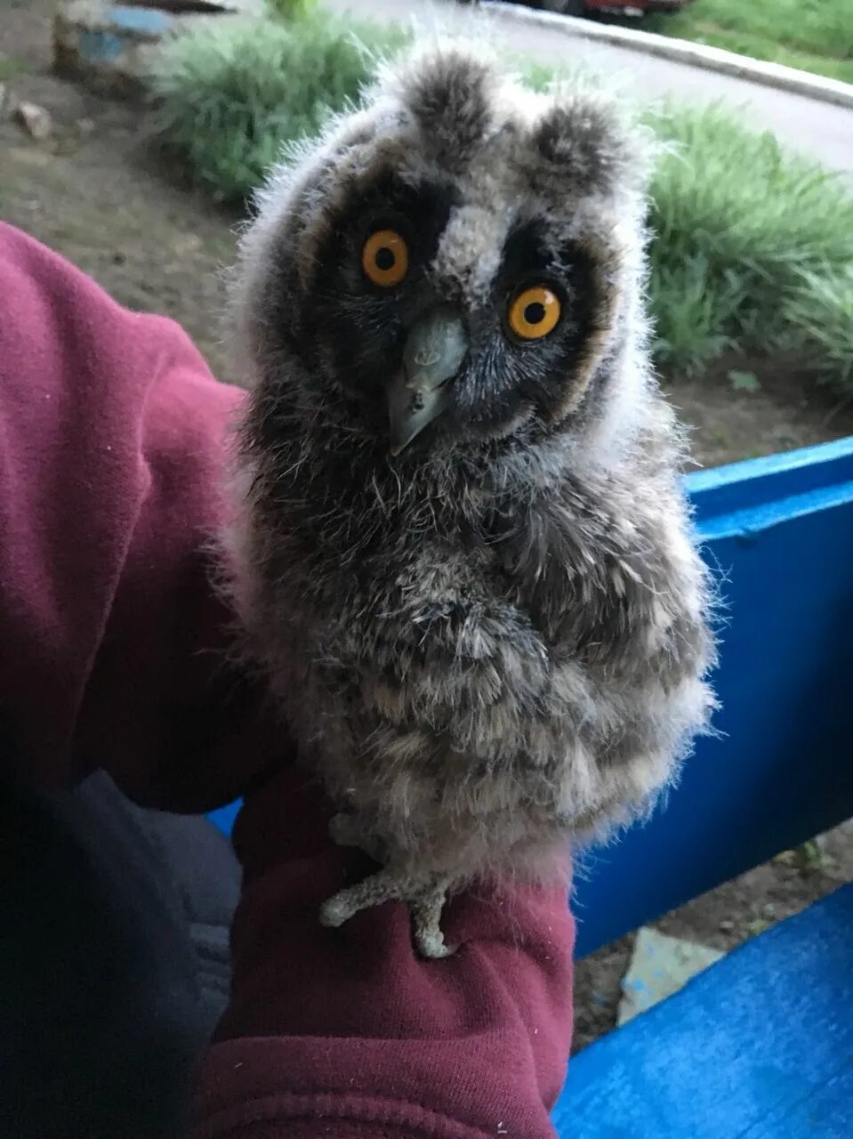 Декоративные домашние совы. Сова сплюшка живая. Декоративные домашние совы. Совенок стоит. Домашняя сова.
