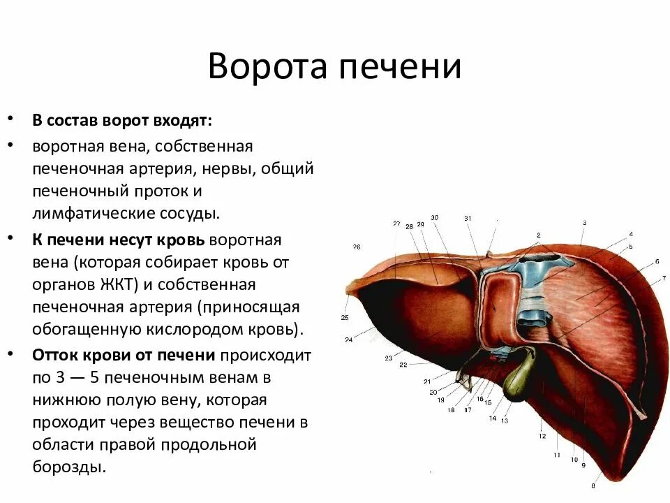 Образование в воротах печени. Ворота печени анатомия. Топография элементов ворот печени.