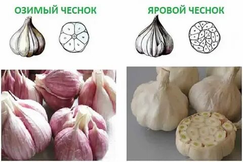Как сохранить озимый чеснок