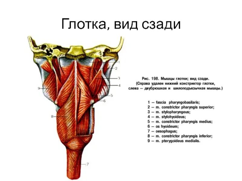 Глотка строение анатомия латинский. Мышцы глотки 1 – верхний констриктор.