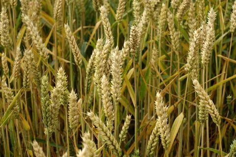 Plant wheat