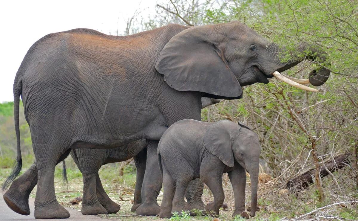 Вес африканского слона. Африканские слоны питаются. Взрослый слон. Вымершие слоны. Первые настоящие наземные животные