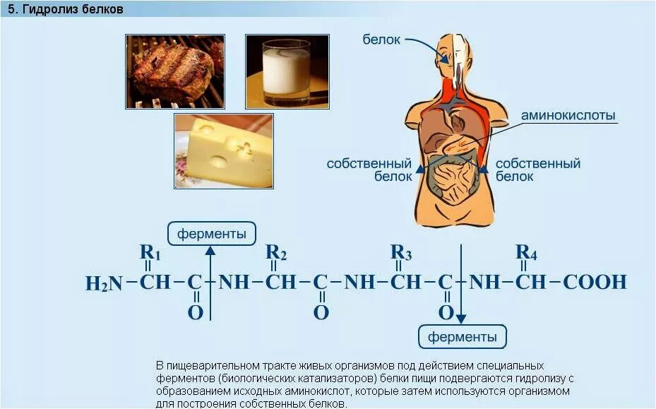 Функция белка химия. Формулы функций белков. Белки химия 10 класс формула. Белки функции химия. Строение белков формула в биологии.