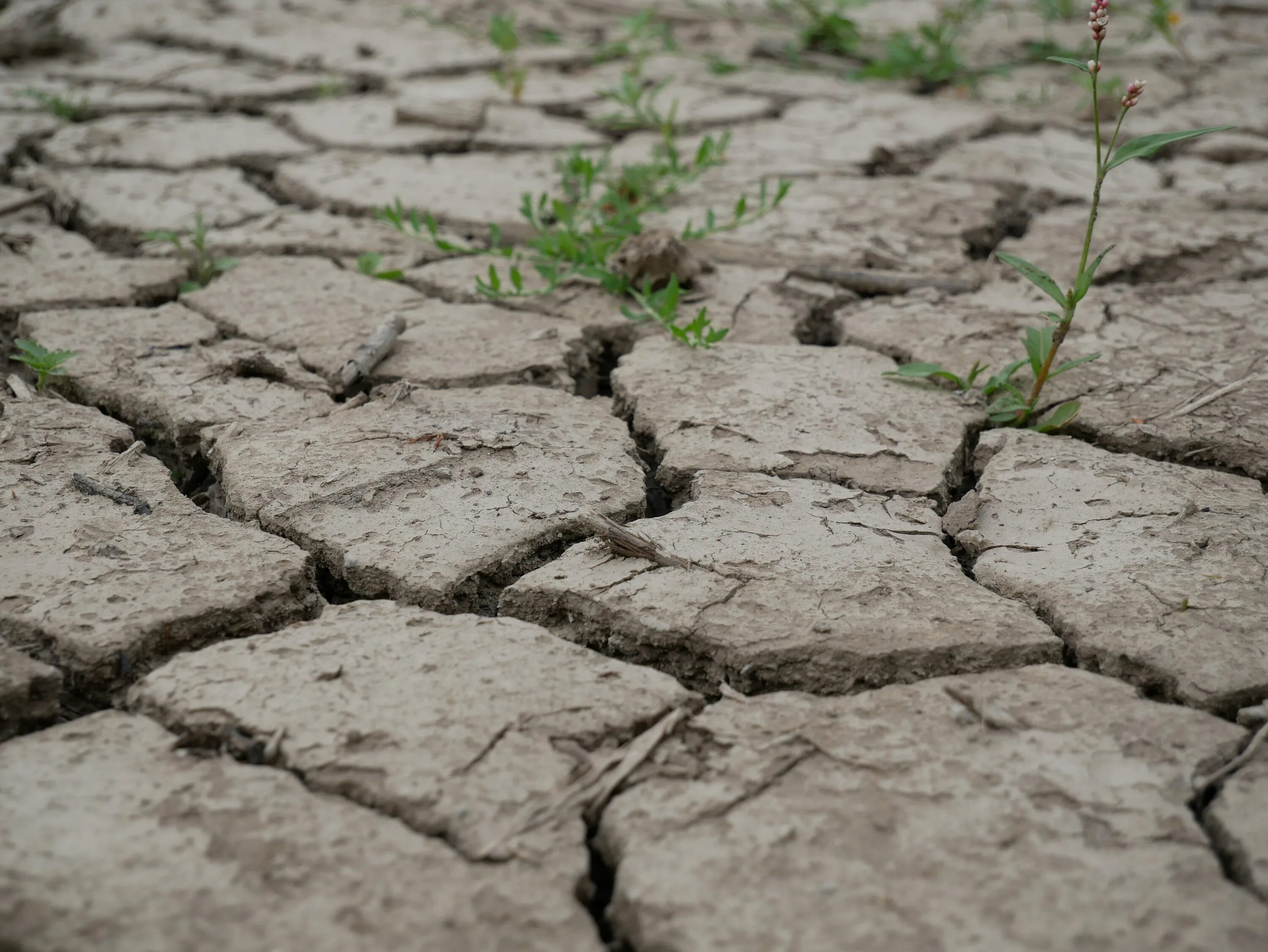 Natural dry. Глинистая почва. Пересохшая земля. Глинистая земля. Суглинистый грунт.