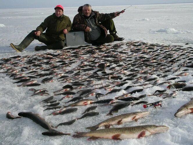 Зимняя рыбалка на Рыбинском водохранилище 2020. Рыбинское водохранилище рыбалка. Рыбалка на Рыбинском водохранилище. Противье Рыбинское водохранилище.