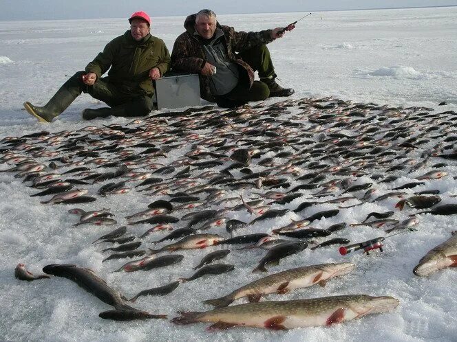 Рыбинское водохранилище замор. Зимняя рыбалка на Рыбинском водохранилище 2020. Рыбинское водохранилище рыбалка. Рыбалка на Рыбинском водохранилище. Противье Рыбинское водохранилище.