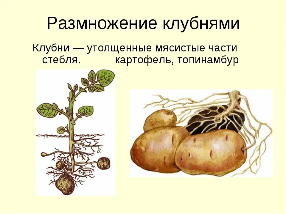 Способы вегетативного размножения картофеля. Вегетативное размножение картофеля клубнями. Размножение растений корневыми клубнями. Размножение клубнями вегетативное размножение. У картофеля образуются укороченные подземные побеги округлой