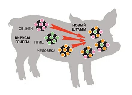 Вирус свинья