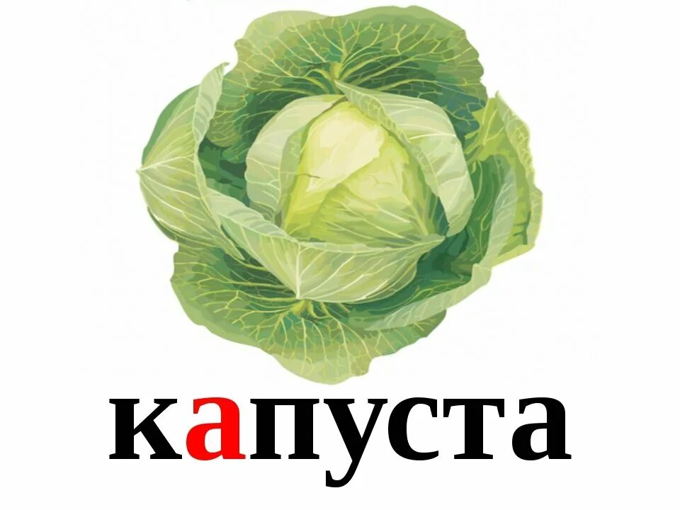 Е карту капуста. Карточки капуста. Капуста карточка для детей. Капуста словарное слово. Ребенок в капусте.