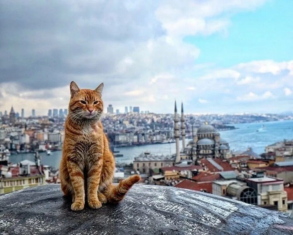 Turkey cats. Стамбульские коты. Стамбул город кошек. Город кошек. Город кошек в Турции.