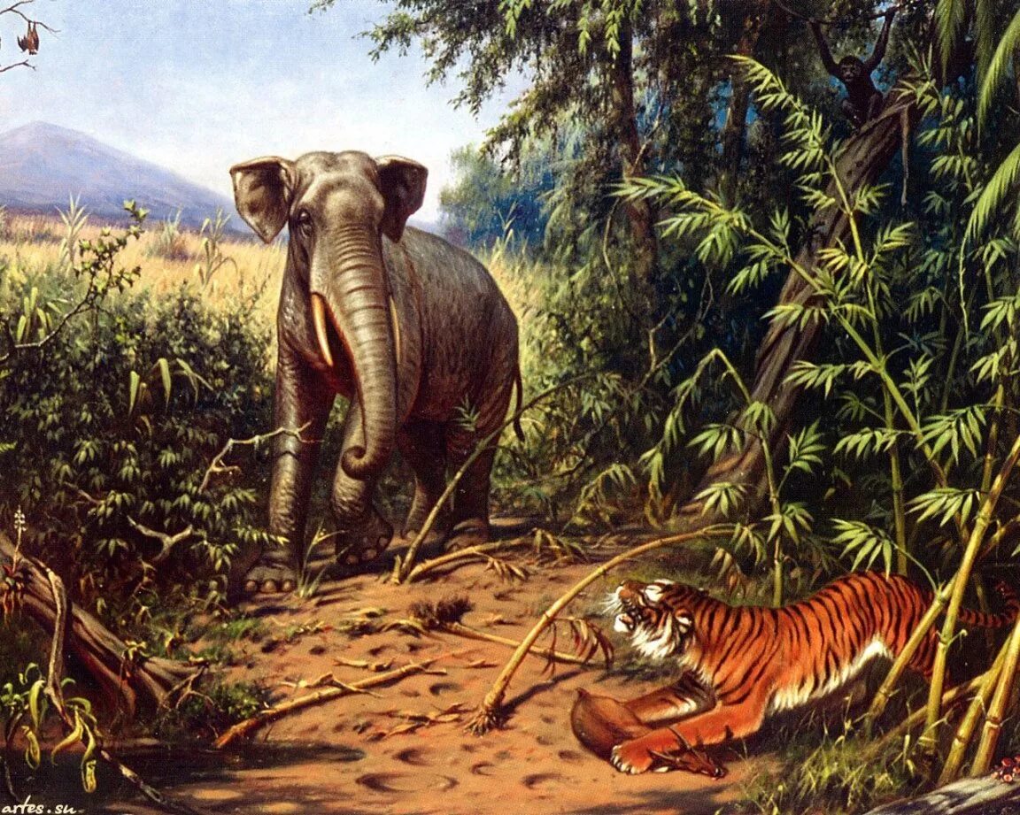 слон спас от тигра. слон и тигр. слон и тигр. слон на рабочий стол. слоны и тигры.
